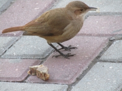 Furnarius rufus