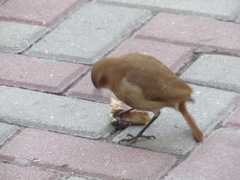 Furnarius rufus
