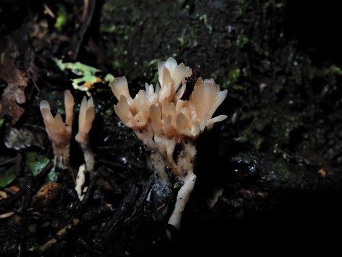 Tremellodendropsis inflata image