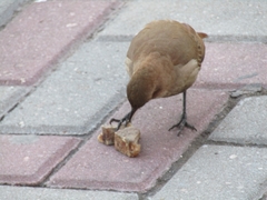 Furnarius rufus