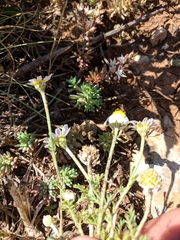 Anthemis ruthenica