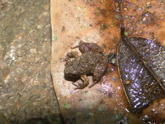 Craugastor pygmaeus