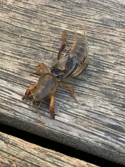 Gryllotalpa australis