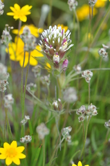 Castilleja densiflora