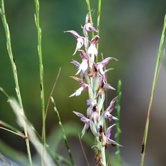 Anacamptis sancta