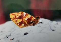 Boloria napaea