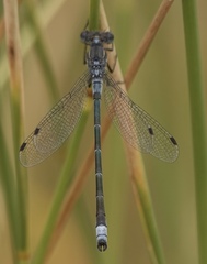 Lestes stultus