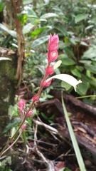 Hypoestes