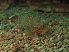 Pteroidichthys amboinensis