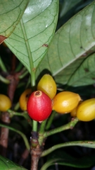 Psychotria