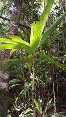 Dypsis