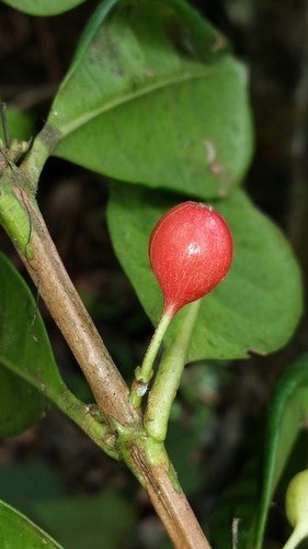 Gallienia sclerophylla image