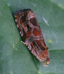 Olethreutes nigranum