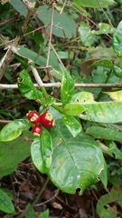 Psychotria