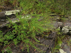 Phyllanthopsis phyllanthoides