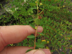 Phyllanthopsis phyllanthoides