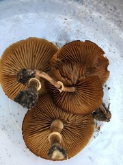 Fungi