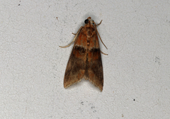 Acrobasis repandana