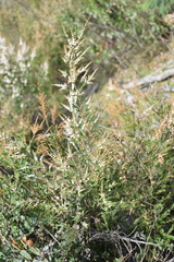 Thryptomene calycina