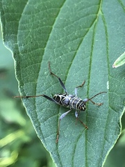 Neoclytus scutellaris