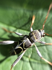 Neoclytus scutellaris