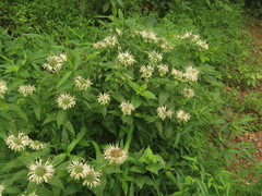 Monarda stipitatoglandulosa