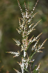 Thryptomene calycina