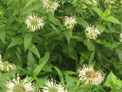 Monarda stipitatoglandulosa