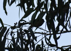 Acanthiza pusilla