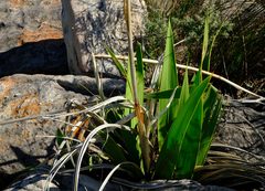 Watsonia vanderspuyae