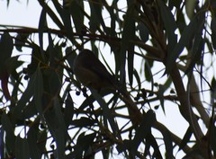 Acanthiza pusilla