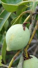 Calophyllum