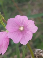 Sidalcea virgata