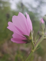 Sidalcea virgata