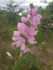 Sidalcea virgata