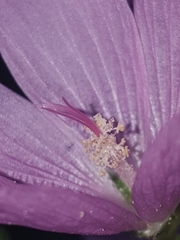 Sidalcea virgata