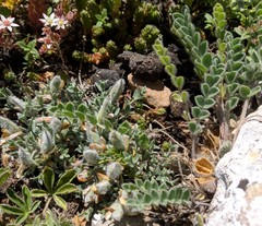 Astragalus rupifragus