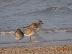 Pluvialis squatarola