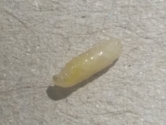Rhagoletis cerasi