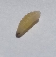 Rhagoletis cerasi