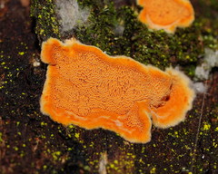 Gloeoporellus merulinus