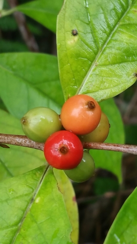 Tricalysia orientalis image