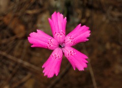 Dianthus diffusus