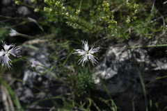 Dianthus spiculifolius