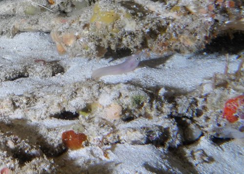 Aspasmogaster occidentalis