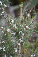 Hakea decurrens physocarpa