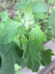 Chenopodium album