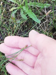 Eleocharis palustris