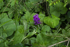 Dactylorhiza majalis
