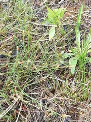 Eleocharis palustris